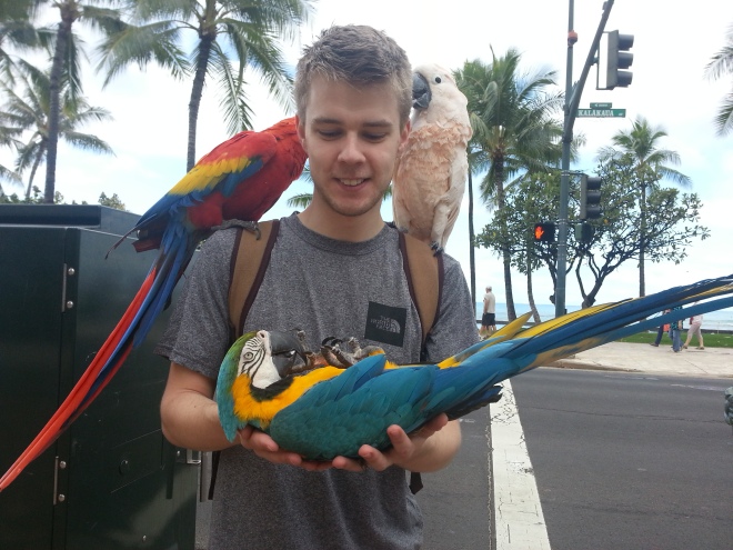 Waikiki Parrots