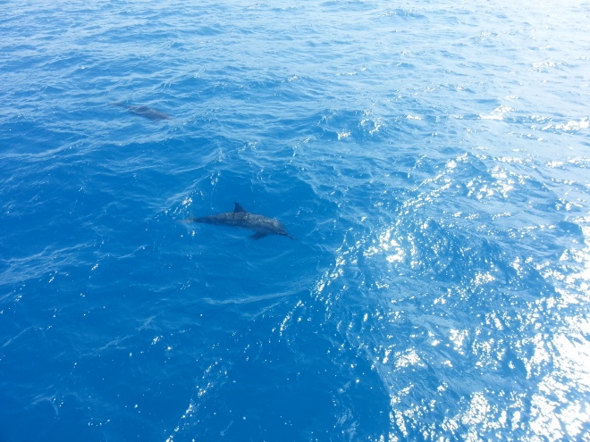 Dolphin Watching at Wai'anae