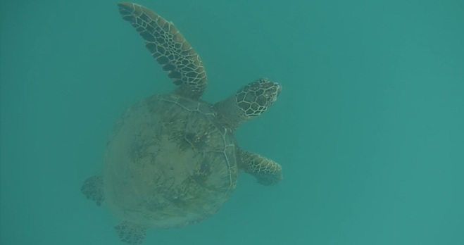 Sea Turtle at Wai'anae 